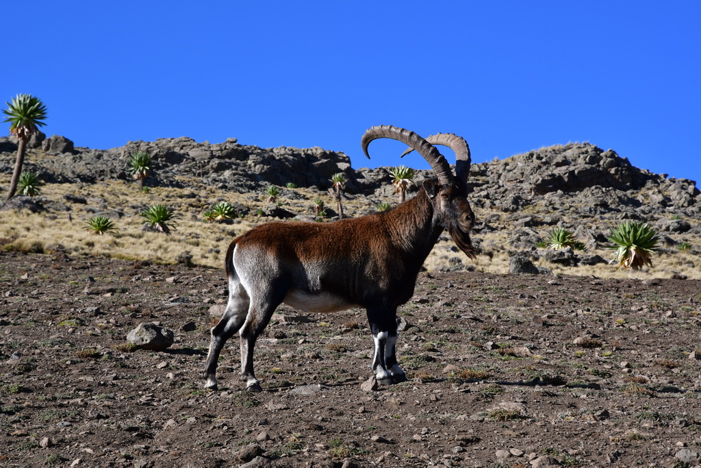 Simien Mountains N.P.